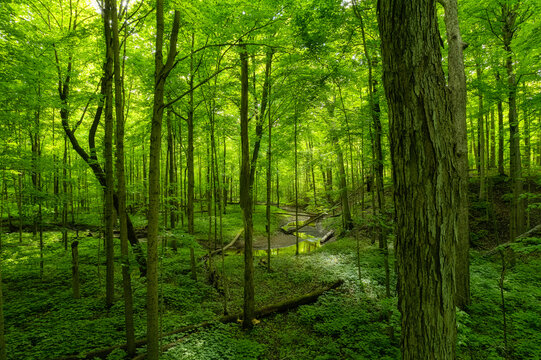 Path and stream in a lush woodland, the beautiful summer foliage in the forests of Ontario become a vibrant green as the temperature rises; Ontario, Canada