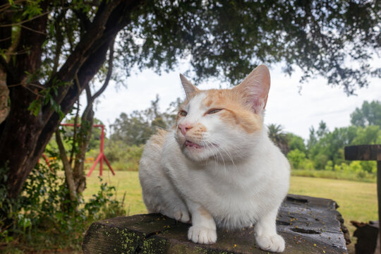 Gato olfateando 