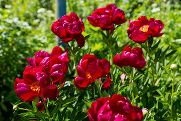 Herbaceous peonies Chervonnyj Oksamit in flowers