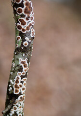 Tree trunk with lichen and fungus colorful border