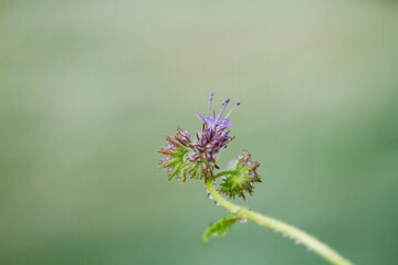 Purple Tansy Fiddleneck flower closeup