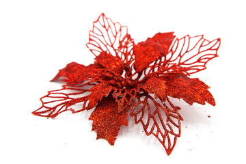 Christmas decoration flower poinsettia isolated not white background.
