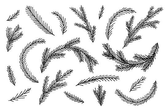 Hand drawn spruce branches. Twig of coniferous tree doodle set. Christmas and winter design elements