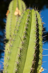 Cactus plant (Polaskia Chichipe) in the garden
