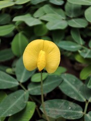 Yellow flower Arachis pintoi ,Brazil bean plants ,arachis hypogaea ,Pinto beans ,herb plant ,Lepidopterous ,grass plants ,tropical