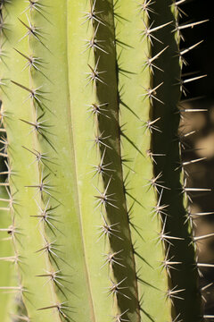 Cactus plant (Polaskia Chichipe) in the garden