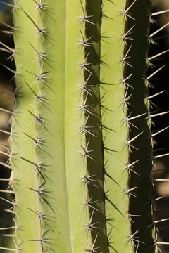 Cactus plant (Polaskia Chichipe) in the garden
