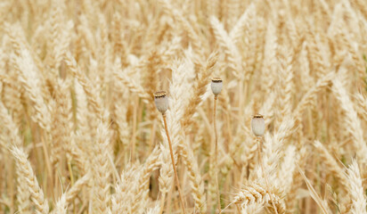 Three poppy boxes among ripe golden ears of wheat