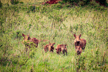 A Family of Warthogs Observes from the African Savannah of the Masai Mara National Reserve in Kenya