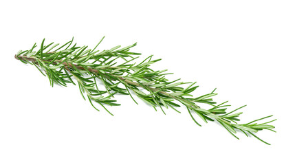Fresh branches of rosemary with green leaves isolated on white background. Spice for meat, fish