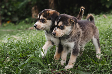 Naklejka na ściany i meble Two puppies portrait together outside around nature in the woods