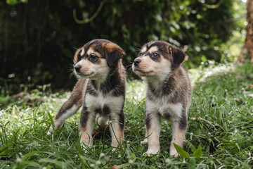 Two puppies portrait sitting in the grass together outside around nature in the woods