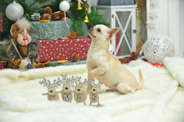 Chihuahua in the New Year's decoration with gifts, New Year's toys, Christmas tree. Nearby are...