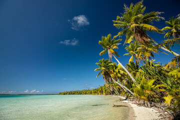 Tropical beach with palm tree, Lagoon to Mataiva, French Polynesia