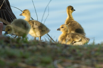 greylag goose goslings in spring