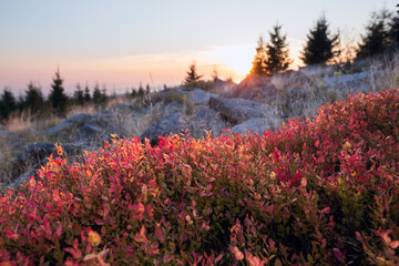 Blueberries with the montain landscape of the Ore Mountains in Czech Republic during sunset
