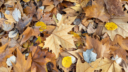 Fallen leaves that completely cover the ground with ocher.