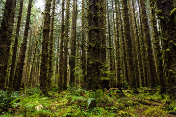 Mystic rainforest in Olympic National Park, Washington State