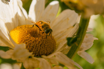 abeja trabajando