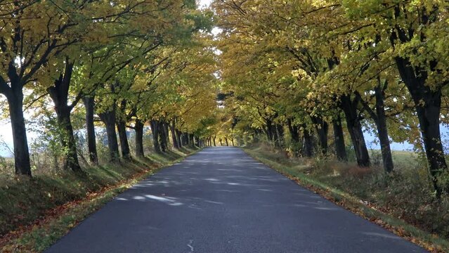 Road lined with colored trees at autumn.