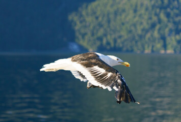 gaviota al asecho 