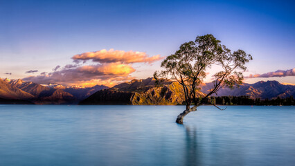 That Wanaka Tree