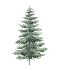 Green spruce hand drawn in watercolor isolated on a white background. Christmas tree. Watercolor illustration.