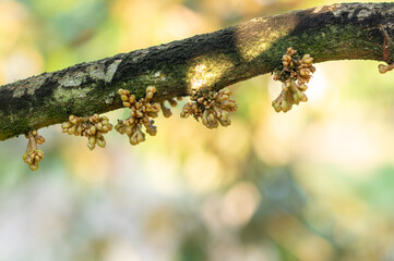 Durian flowers blooming on the branch in the garden, agriculture in Thailand, product quality for export, king of fruit, for advertising