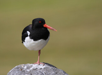 A Eurasian Oystercatcher (Haematopus ostralegus) standing on a rock in southwestern Iceland.
