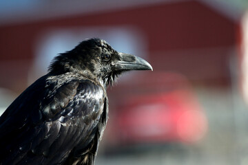 A Raven (Corvus corax) shot in an Urban setting in Iceland.  In Icelandic folklore ravens are seen as a wise helper of humans.