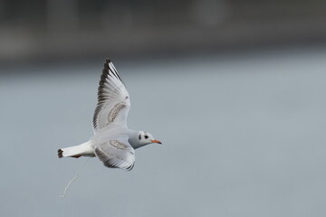 black headed gull in flight