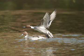northern pintail in flight