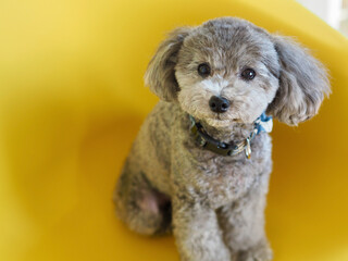 可愛い表情をする愛犬　トイプードル　お家時間　休日の過ごし方　癒し時間