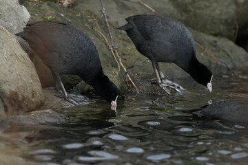 eurasian coot in a seashore