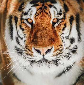 Close-up detail portrait of tiger, Beautiful face portrait of tiger.