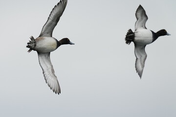 greater scaup in flight