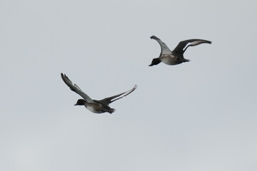 greater scaup in flight