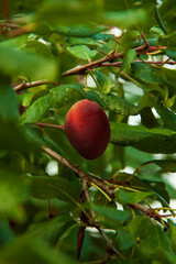 Ripe violet plum hanging between green tree branches in garden