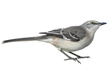 Isolated Northern Mockingbird