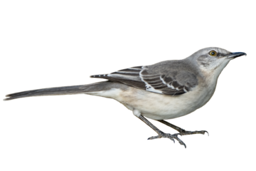 Isolated Northern Mockingbird