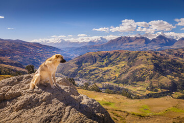 Dog and Cordillera Blanca panorama near Huaraz, snowcapped Andes, Ancash, Peru