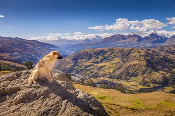 Foto auf Alu-Dibond Dog and Cordillera Blanca panorama near Huaraz, snowcapped Andes, Ancash, Peru © Aide