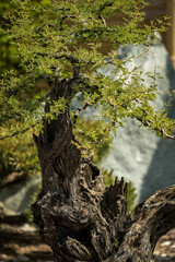 Deciduous bonsai in a bowl with planting date.