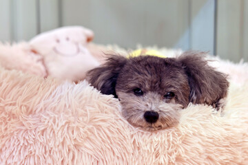 可愛い表情をする愛犬　トイプードル　お家時間　休日の過ごし方　癒し時間