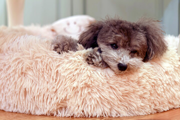 可愛い表情をする愛犬　トイプードル　お家時間　休日の過ごし方　癒し時間