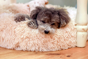 可愛い表情をする愛犬　トイプードル　お家時間　休日の過ごし方　癒し時間