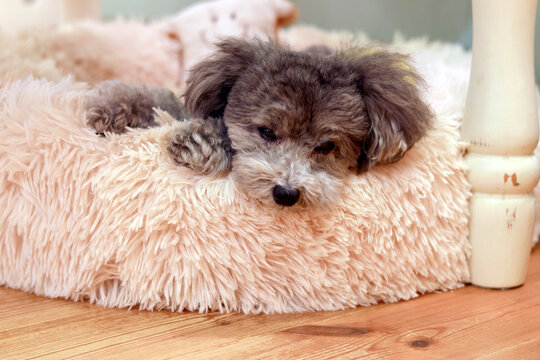 可愛い表情をする愛犬　トイプードル　お家時間　休日の過ごし方　癒し時間