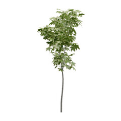 Generic Plant Tree PNG  in 4K Resolution for compositing and Background. With transparency alpha channel.  8K