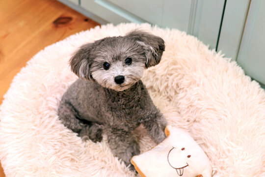 可愛い表情をする愛犬　トイプードル　お家時間　休日の過ごし方　癒し時間