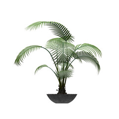 Fototapeta na wymiar Generic Plant Tree PNG rendered in 4K Resolution for compositing and Background. With transparency alpha channel. 8K based in 3d model.